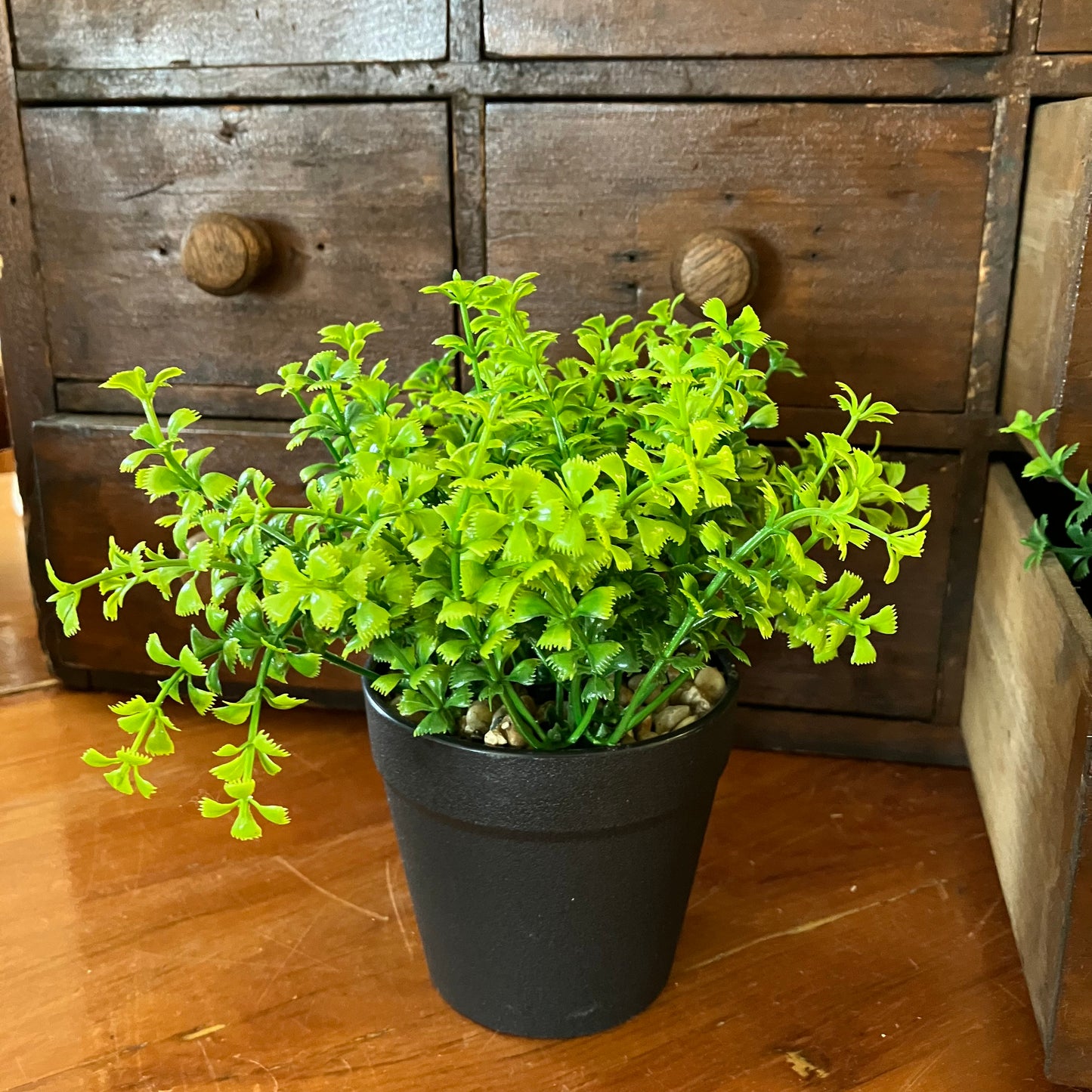 Plant in a Black Pot Small Leaf