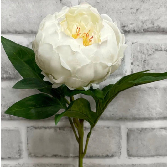 White Peony Stem