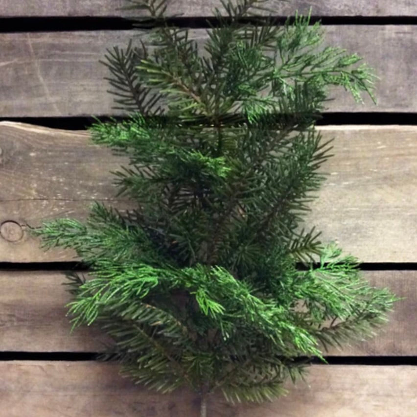 Cedar & Hemlock Spray