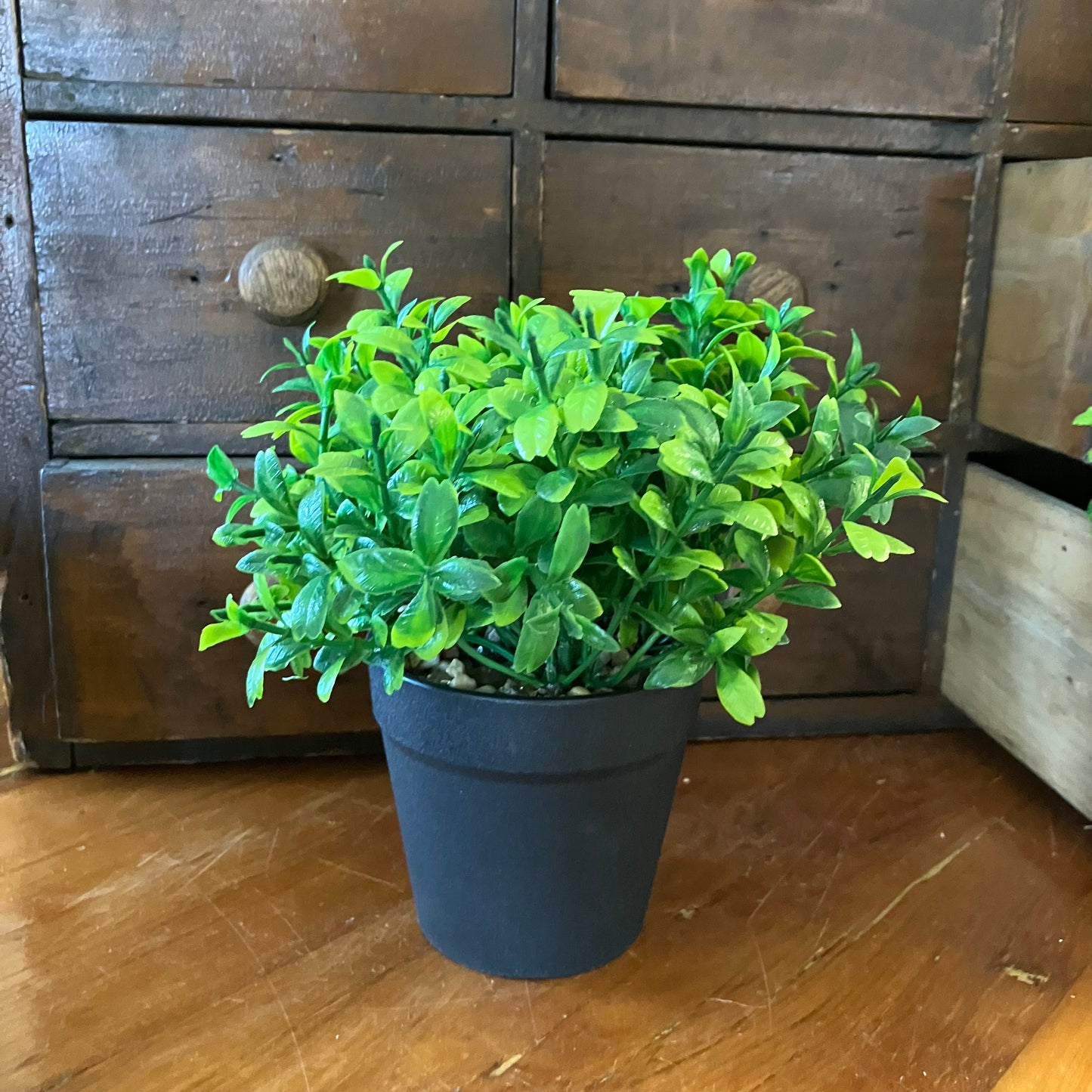 Plant in a Black Pot