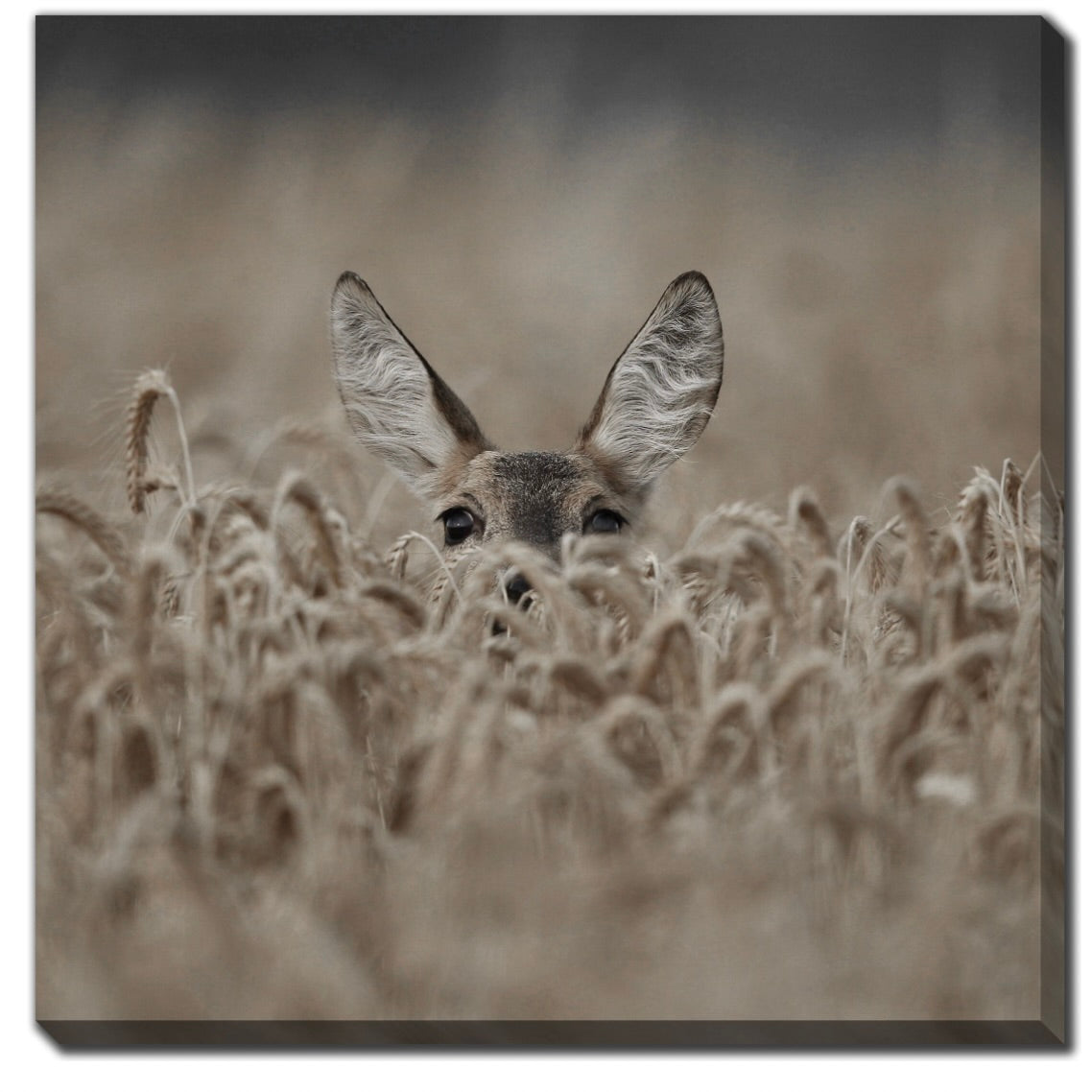 Art - Roe Deer 30 x 30