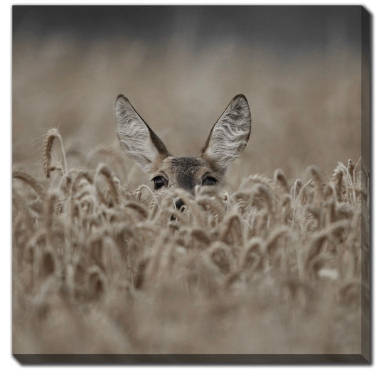 Art - Roe Deer 30 x 30