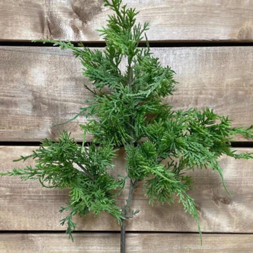 Northern White Cedar Spray