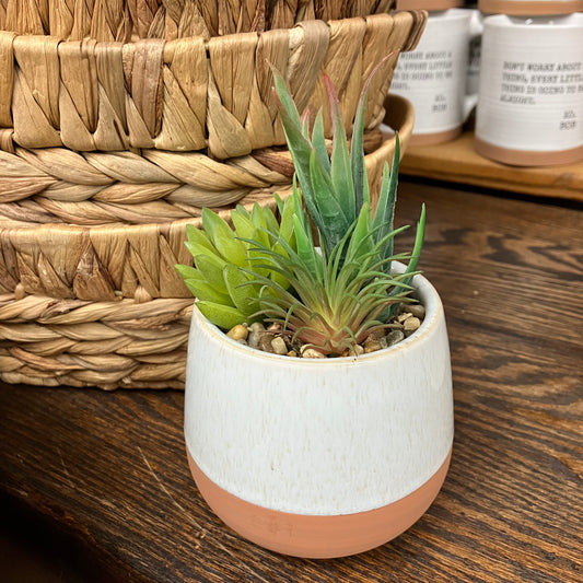 Succulent Plant in an Off White & Clay Pot