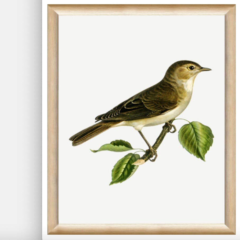 Art - Vintage Bird I